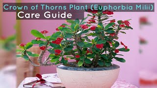 Crown of Thorns Plant (Euphorbia Milii) Care Guide