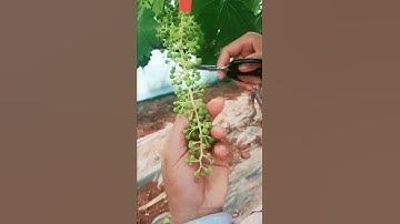 Prune 🍇 Grapes #asmr #short #satisfying