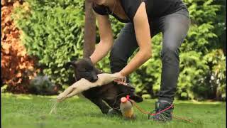 DefenderDogs Power