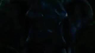 Zoo 2016 The Elephants Trumpet