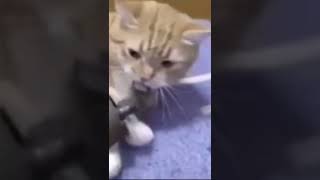 cat go boom