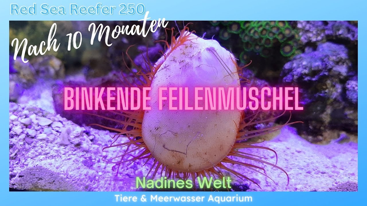 Teil 7 Blinkende Feilenmuschel /Red Sea Reefer nach rund 10 Monaten/ neue Fische + Korallen/Wachstum