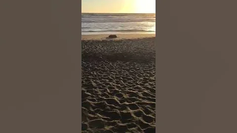 Rolling around on the beach