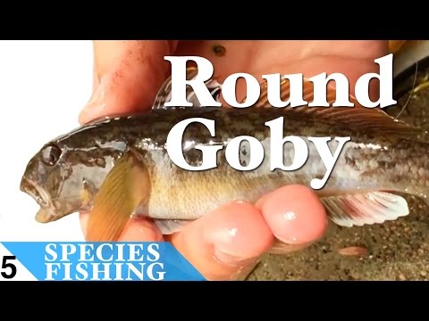 Round Goby #5 Bait Fishing Lake Michigan - Species Fishing 