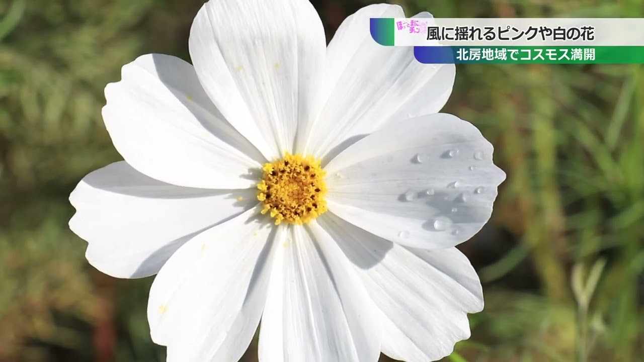 北房コスモス満開 Youtube 北房コスモス満開 Youtube