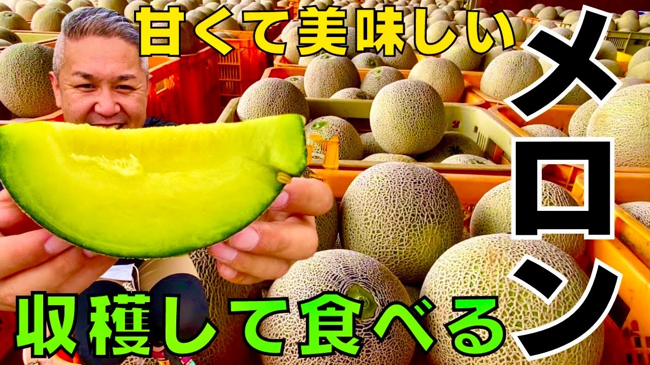 18 Brix! Japan's #1 Ibaraki Melon - YouTube