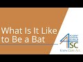 Understanding Nagel's 'What is it like to be a bat?'