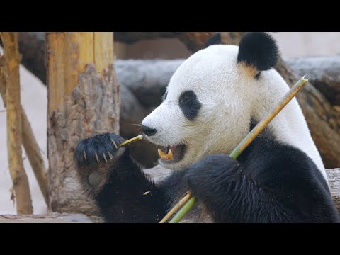 Panda | Animals for Kids  | ZooTube