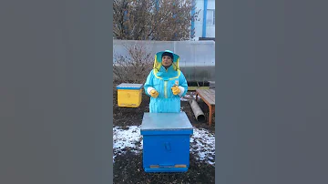 Что лечит пчелиный яд?