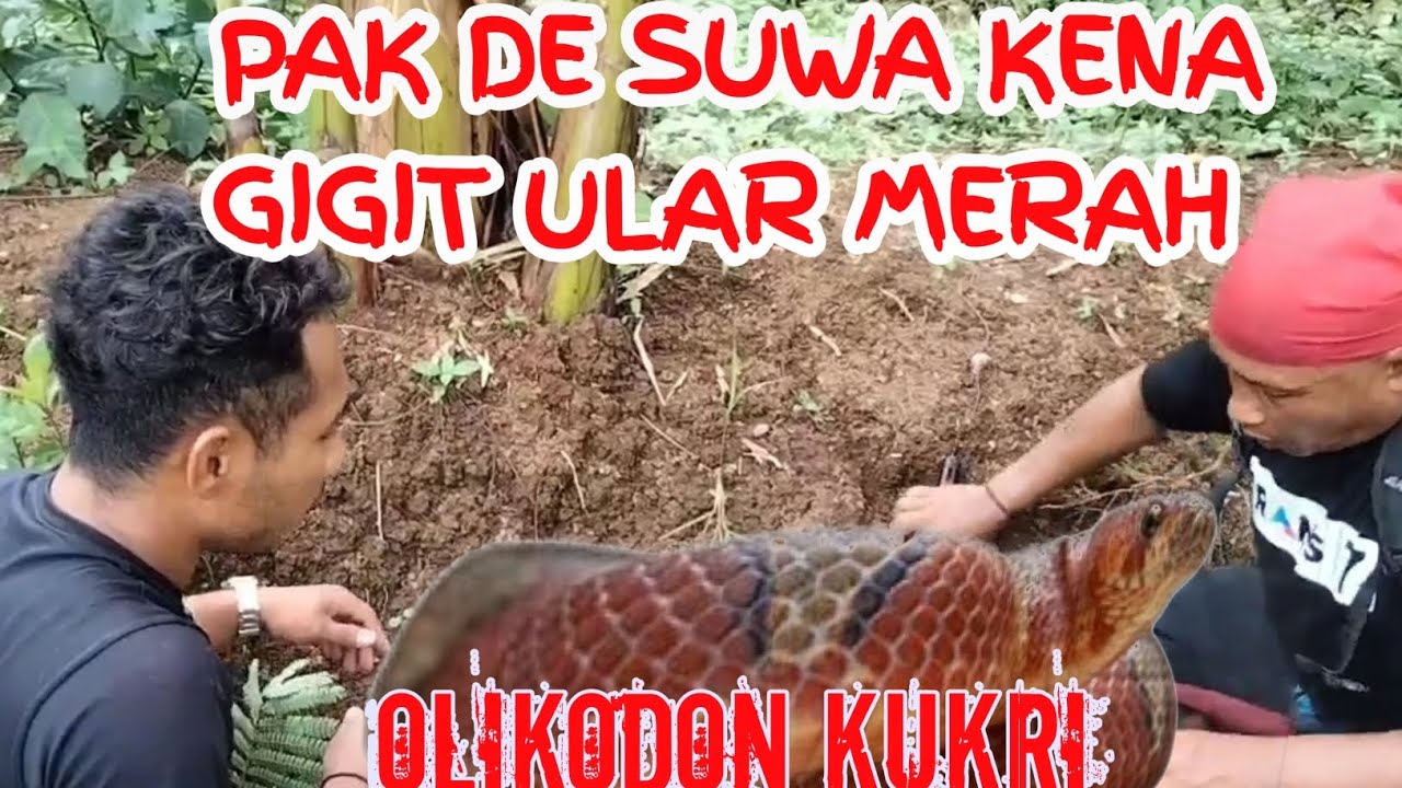 pak De suwa kena gigit ular merah/olikodon kukri 