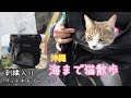 WINSUN ペットキャリーバッグで猫散歩！　沖縄の浜辺でちゅ～るを食べる。