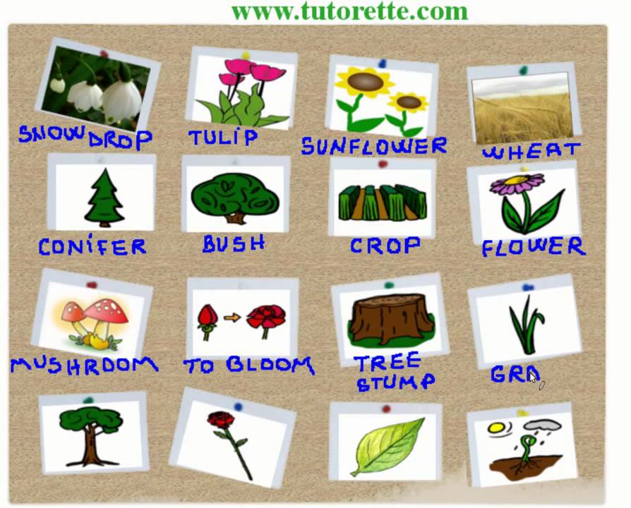 Partes Da Planta Em Inglês