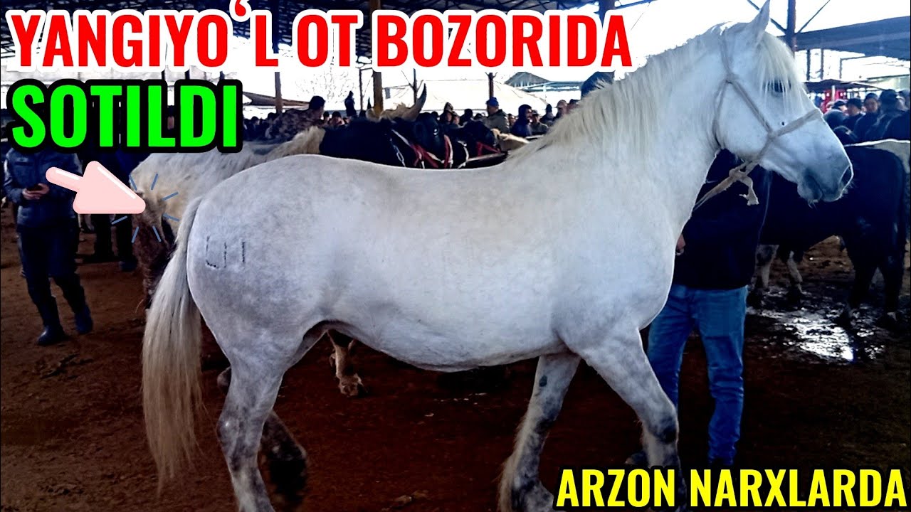 YANGIYOʻL OT BOZORIDAGI BUGUNGI NARXLAR DAXSHAT BOʻLDI 🐎🐎🐎🐎🐎🐎