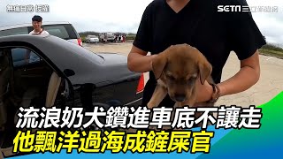 流浪奶犬鑽進車底不讓走　他飄洋過海成鏟屎官感動網友三立新聞網SETN.com