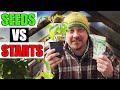 Direct Seeding vs Starter Plants - Which Is Better?