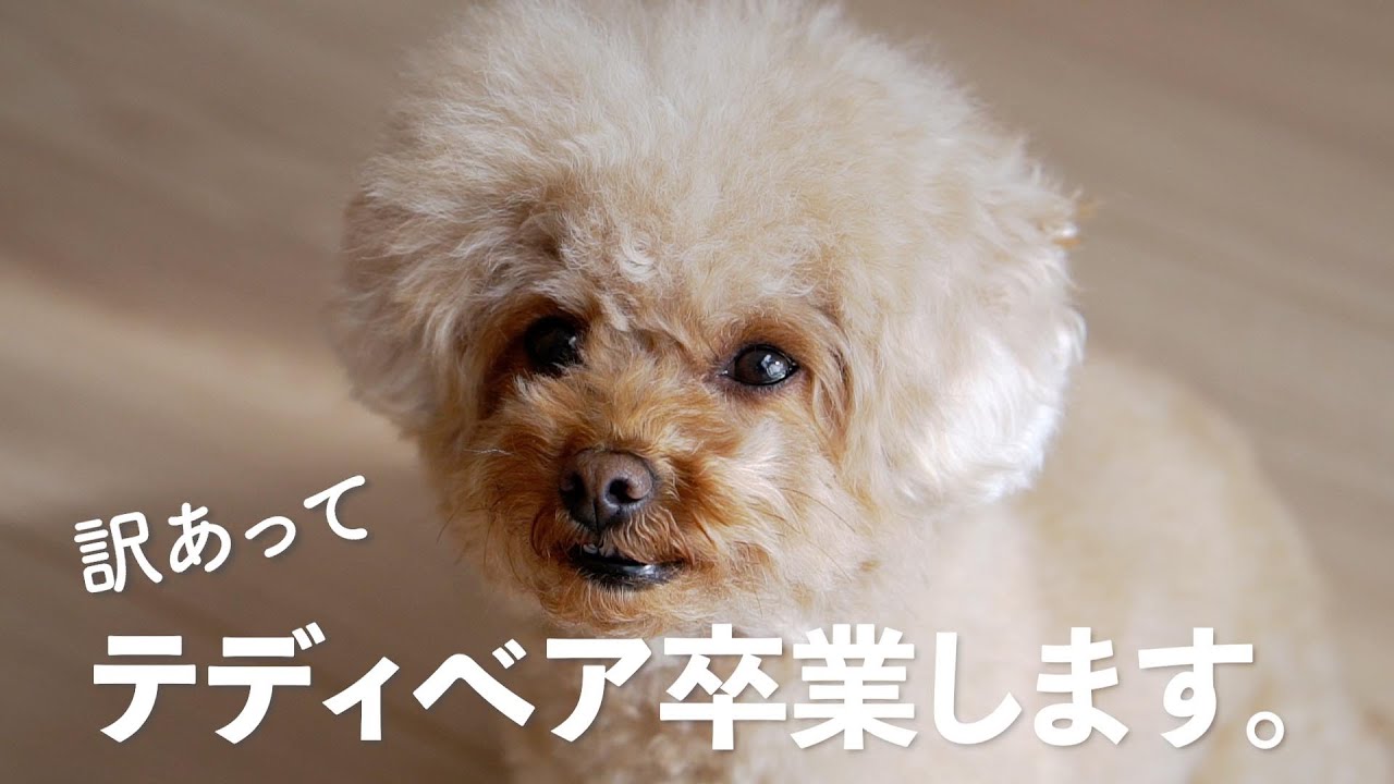 テディベアのトイプがクリップにしたら別犬に 衝撃ビフォーアフター Youtube
