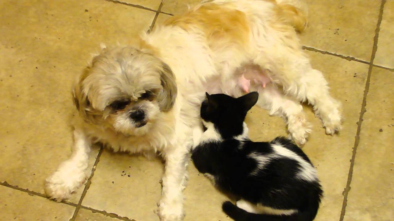Molly Nursing Kitten 025.MP4 YouTube