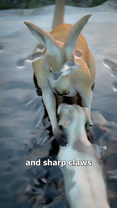 How Kangaroos Drown Dogs 😱