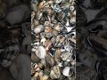 Live Clams