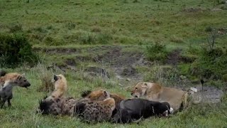 Hyena Clan Not Scared Of A Lioness