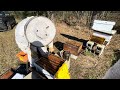VLOG: GARDNER APIARY! SPLITS! Part 2 of 3.  Work through.
