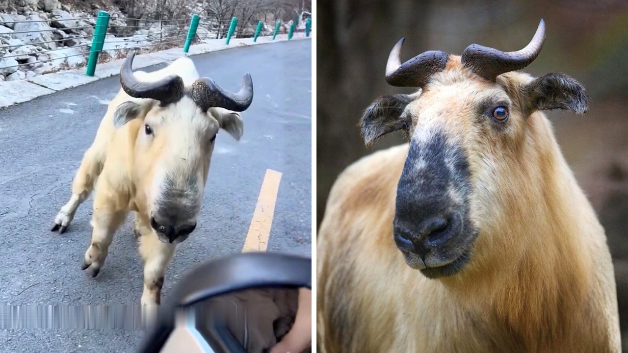 Takin 🦬 This MYSTICAL Beast Exists!