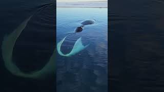 Life On Ice In Nunavut Bowhead Whale