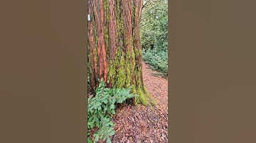 Metasequoia glyptostroboides in Oslo botanical garden #trees #tree #sequoia