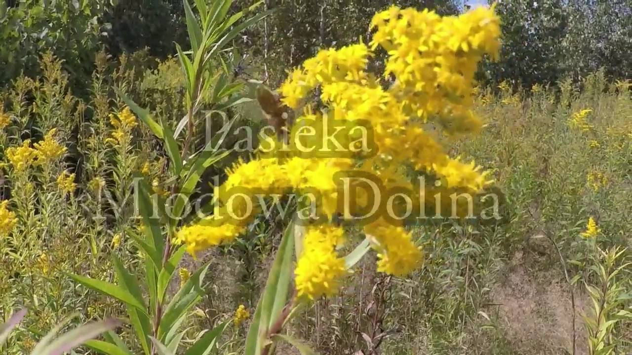 Pasieka Miodowa Dolina - Pszczoły na nawłoci
