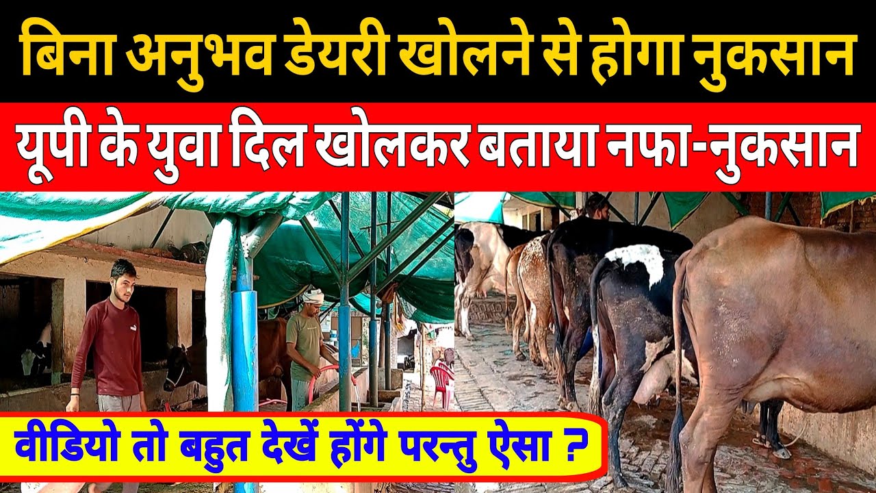 यूपी के युवा ने बताया डेयरी फार्म शुरू करने के पहले जरूर करें। maa kamakhya dairy farm gazipur up।।