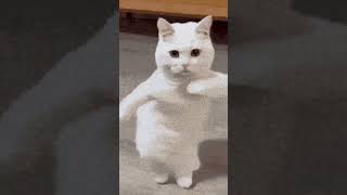 #catsofyoutube # #animation #pasitoperron #gatofofo #funnycatvideo