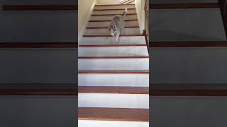 Enjoy this video of my husky puppy flopping down the stairs... #Shorts #olivialevinn