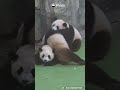The Calmest Panda In The World | iPanda #shorts
