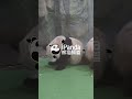 The Calmest Panda In The World | iPanda #shorts