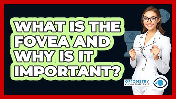 What Is The Fovea And Why Is It Important? - Optometry Knowledge Base