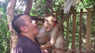 Ngat The Monkey I rescue. Visite Him