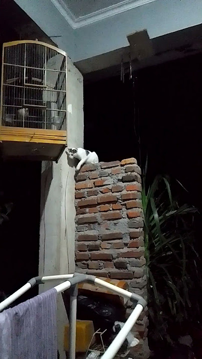 Mengintip penuh Gairah dan Nafsu #kucinglucu #kucingkampung #funnyanimals #funnyvideo #gairah