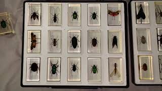 REAL LIFE Bugs & Insects by NATIONAL GEOGRAPHIC 125 PLUS Almost Completed Collection Set in 4K Video