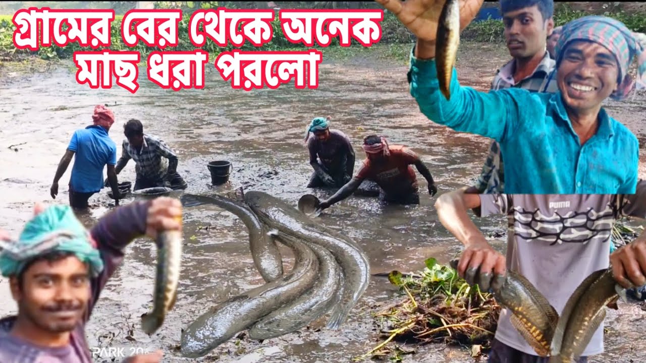 গ্রামের বের থেকে বড় বড় শোল টাকি কৈ শিং খৈলশা  মাছধরার দারুন পদ্ধতি/Video of Bill's country fish cage