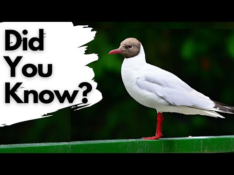 Video: Black-headed gull: description of the species, photo where it lives