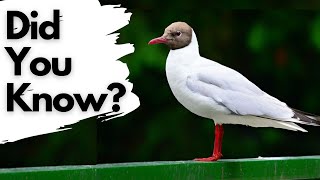 Facts You Should Know About Black Headed Gulls