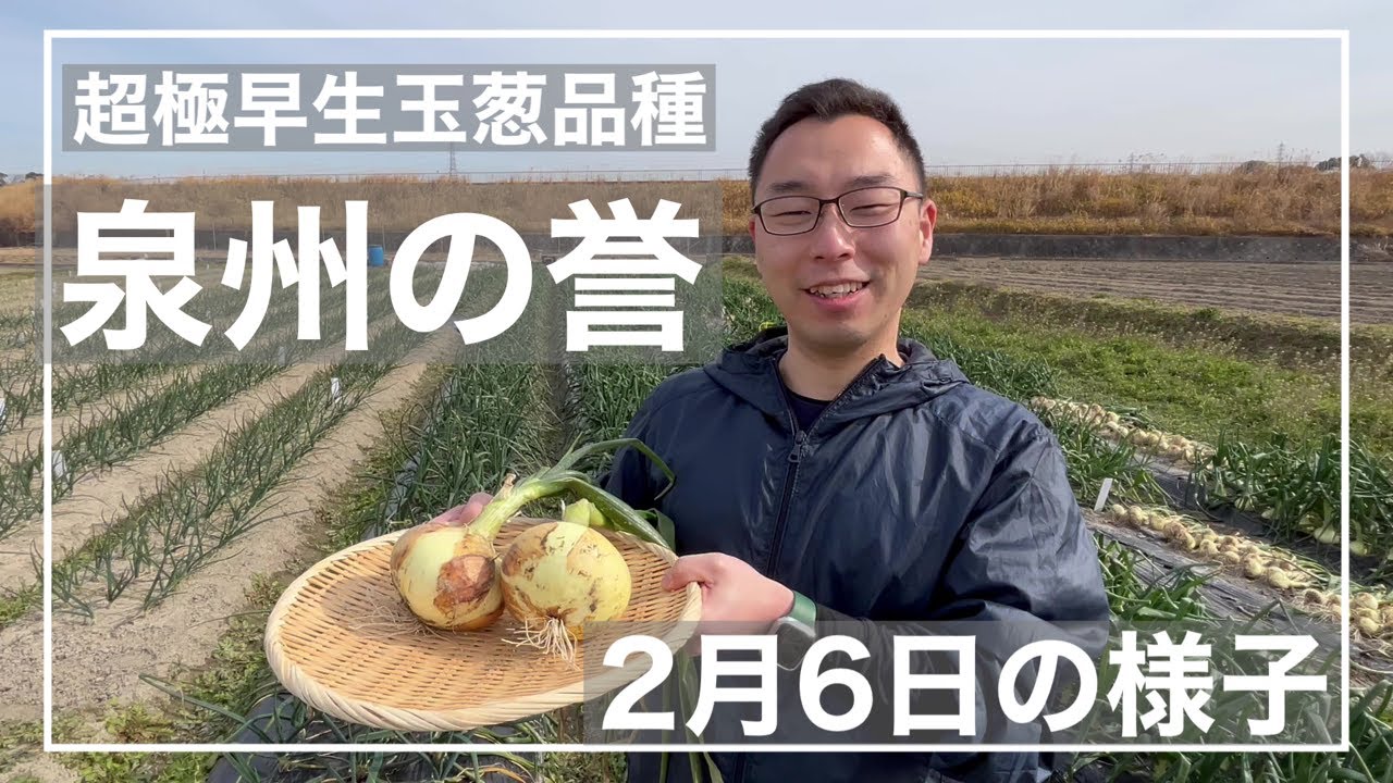 超極早生玉葱品種 泉州の誉 2月6日の様子 - YouTube