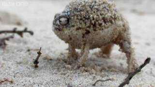Angry Squeaking Shrak