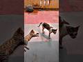 #youtube #youtubeshorts #cat #catlove #catvideos