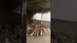 ডিমের মুখোমুখি হাঁস #duckfarming #খামার #হাঁসপালন #duck #farming #agriculturebd