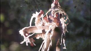 Nomé Naku - Cocooned, Ego Eyes (Official Visualizer)