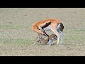 How Mom Gazelle Giving Birth In The Wild