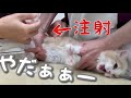 生まれて初めて病院にいく子猫（前編）｜注射がこわくて大暴れ！-Kitten to inject at the first hospital(Part 1)-