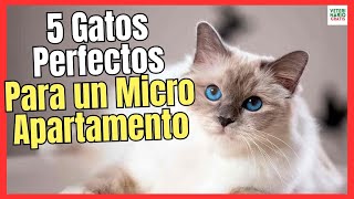 ✳ 5 BEST CAT BREEDS FOR SMALL APARTMENTS ✳ (Persian, Ragdoll, Javanese, Russian,..)