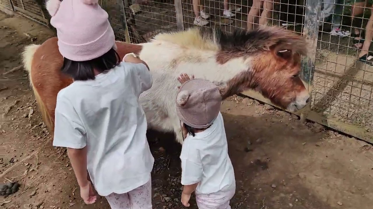 Yokis Farm Animal Encounter Jan 17 2026